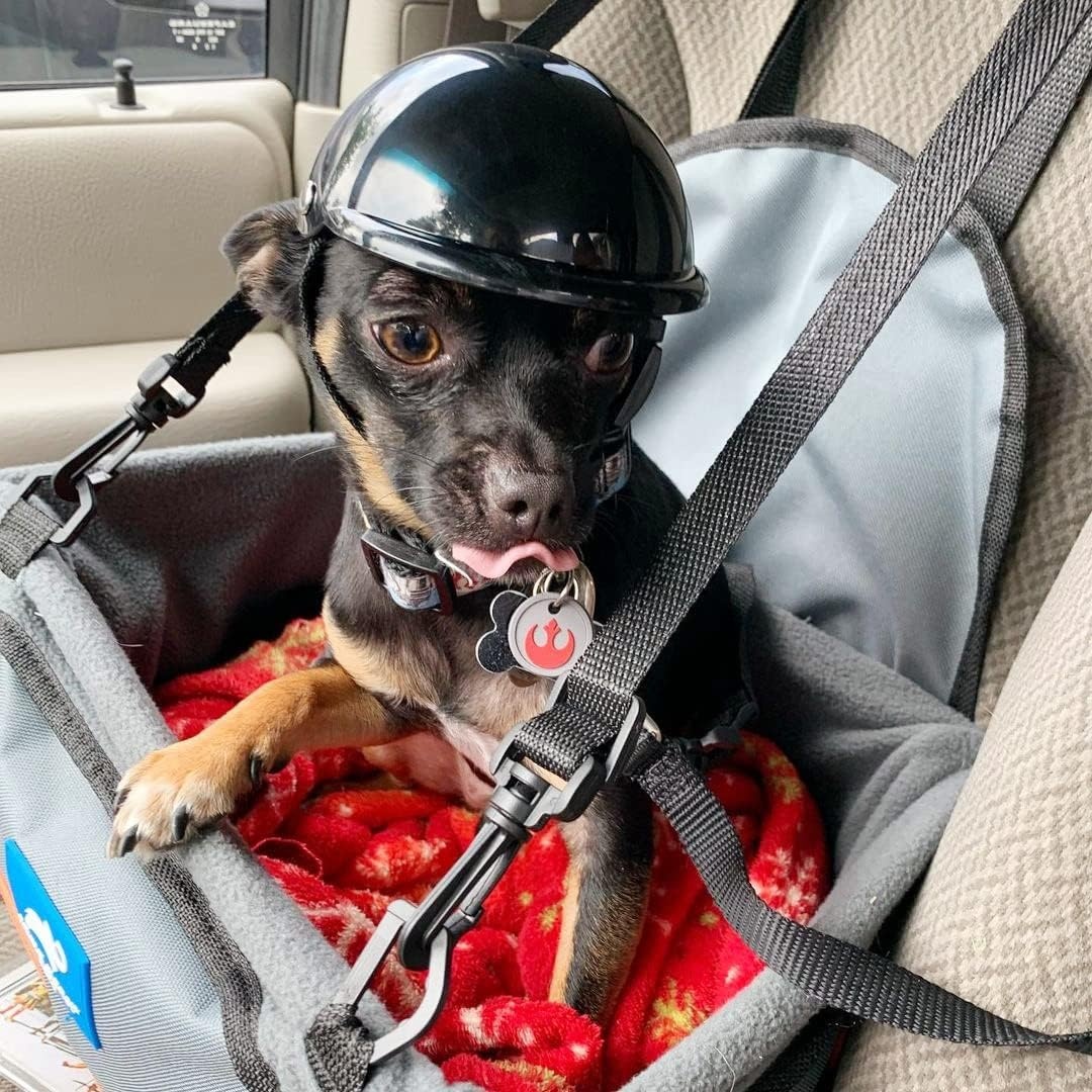 image:imageEnjoying Dog Helmets for ExtraSmall to Small Dogs Chihuahua Mixed Helmet Tiny to Small Dog Helmet Cat Hat for Outdoor Motorcycing Biking Travelling Exploring Adjustable SSmall Without Goggles