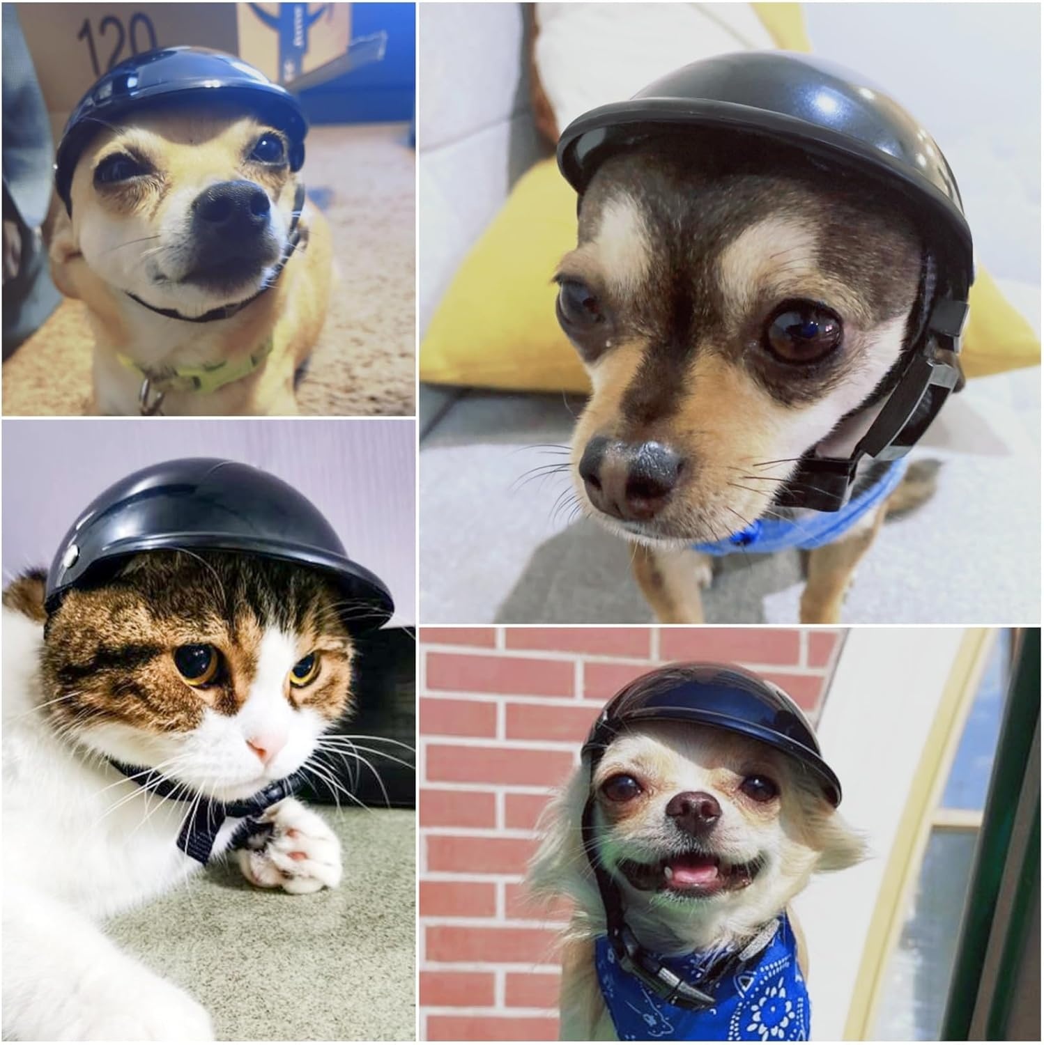 image:imageEnjoying Dog Helmets for ExtraSmall to Small Dogs Chihuahua Mixed Helmet Tiny to Small Dog Helmet Cat Hat for Outdoor Motorcycing Biking Travelling Exploring Adjustable SSmall Without Goggles