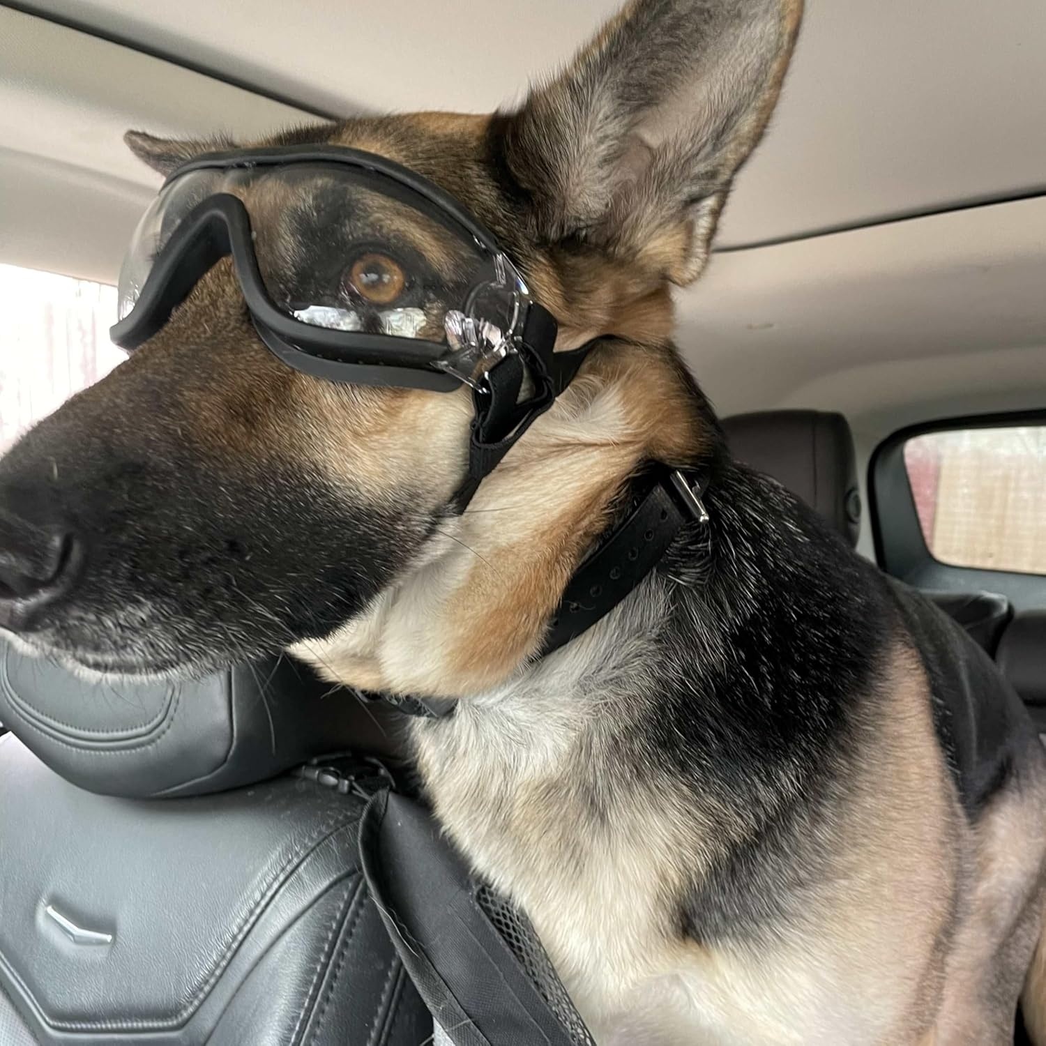 image:imageENJOYING Clear Dog Goggles Medium AntiUV Doggy Sunglasses for MediumLarge Dogs Outdoor FogProof Windproof Snowproof Dog Glasses Adjustable Easy Wear TransparentClear