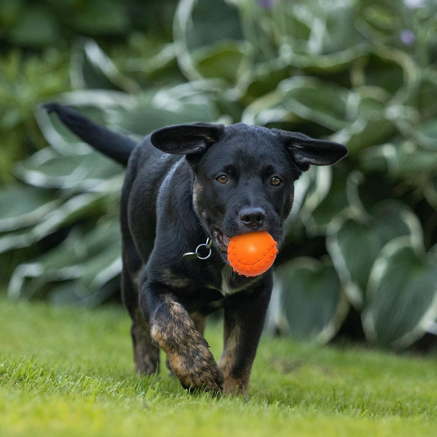 image:imageEnjoying Dog Interactive Toys 2in1 Dog Plush Squeaky Small Balls Pet Toys Halloween Xmas for Small Medium Large Dogs Blue MonsterCool Blue