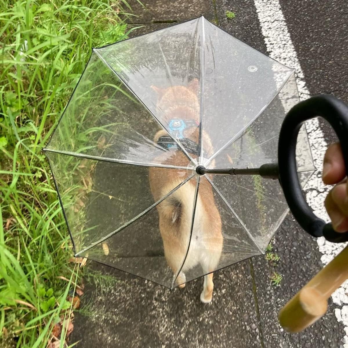 image:imageENJOYING Small Dog Umbrella Clear Dog Umbrella Leash for Small Dogs Keeps Dogs Dry Walking Rain Doggie Rain Umbrella with Adjustable Leash SelfAssemblyClear A