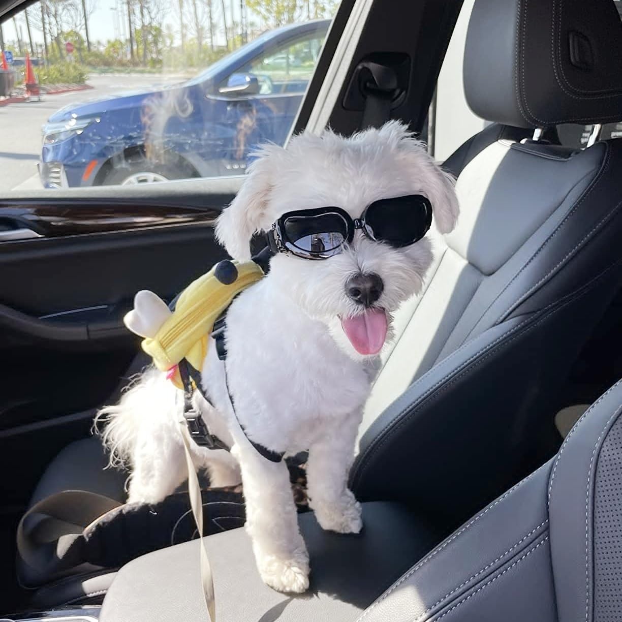 image:imageEnjoying Dog Goggles ExtraSmall to Small Breeds Dog Sunglasses UV Protection Driving Eye Protection for Little Dogs Breathable Windproof Dustproof AntiFog Adjustable Straps Panda WhiteClassic Black