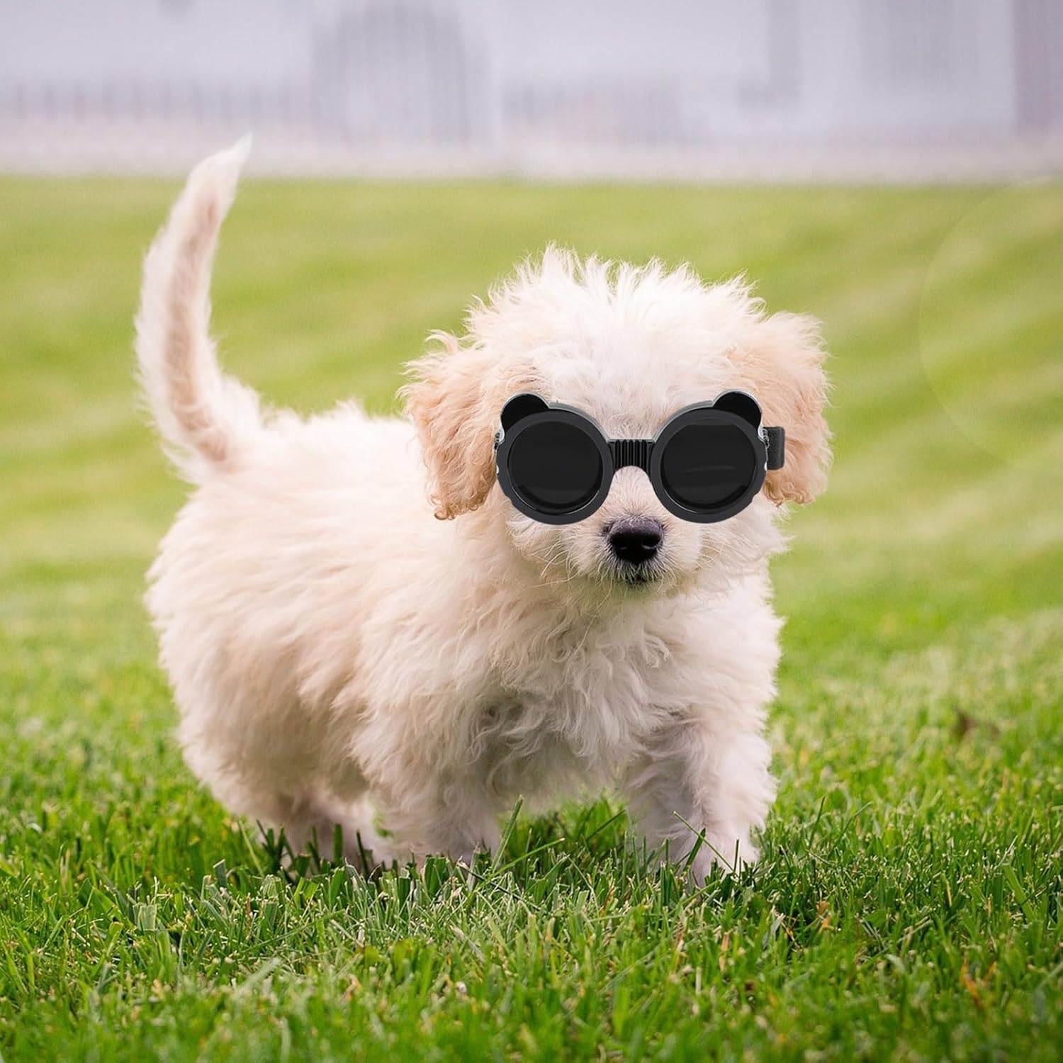 image:imageEnjoying Small Dog Goggles Cat Sunglasses UV Protection Pet Goggles for Cats XS to Small Dogs Outdoor Kitty Puppy Eye Protection Adjustable Straps BlackBlack